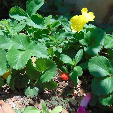 Blue Dream Holiday Hotel Vlorë