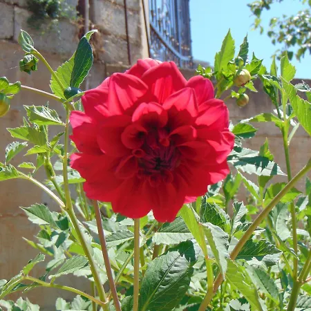 Blue Dream Holiday 3* Vlorë